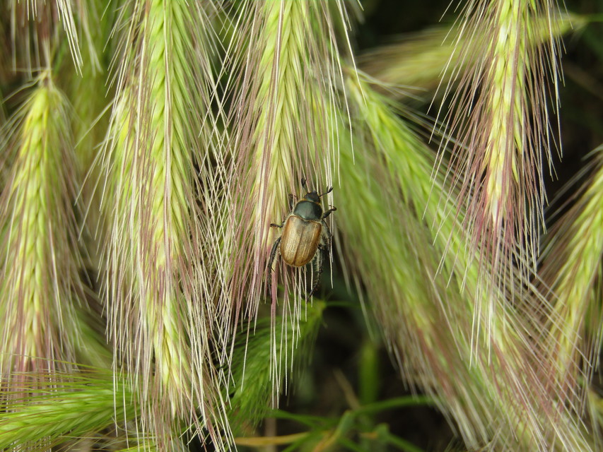 Chaetopteroplia segetum - rozsszipoly