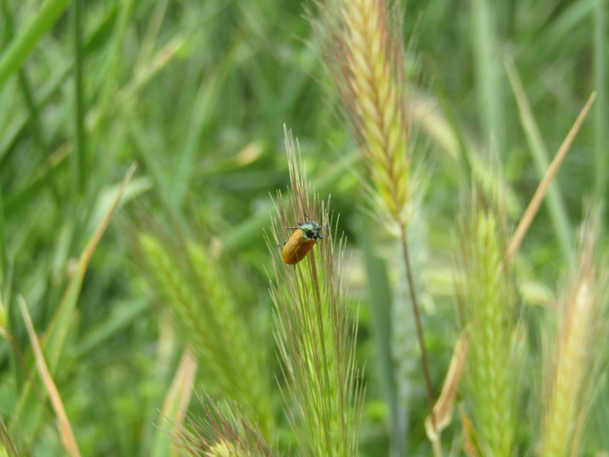 Labidostomis Labidostomis
