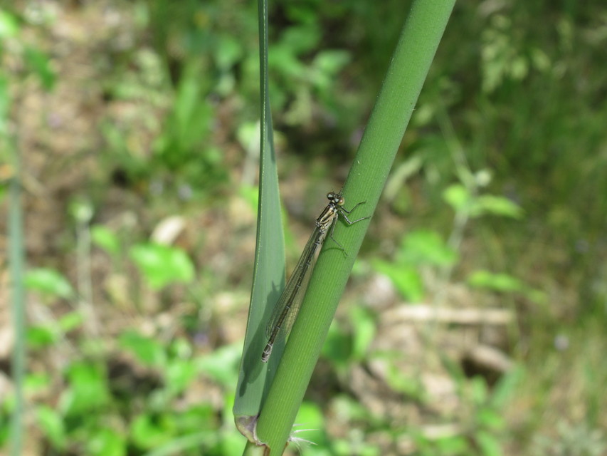 Coenagrion puella - azúrkék légivadász