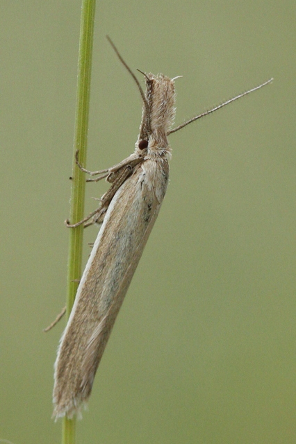 Pleurota