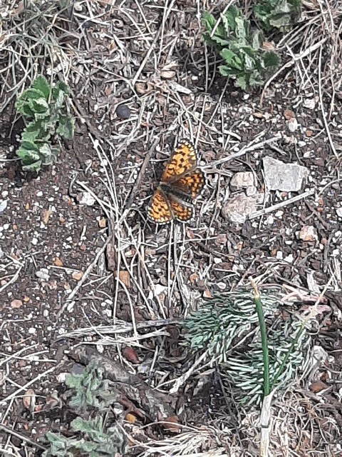 Melitaea trivia - kis tarkalepke