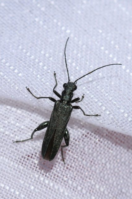 Oedemera virescens - zöldes álcincér