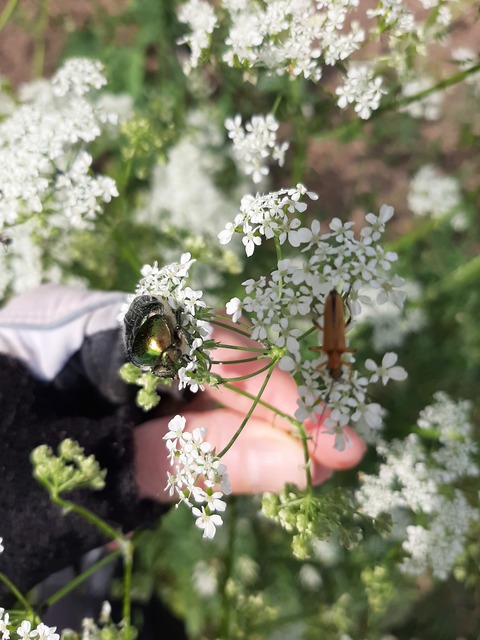 Oedemera podagrariae - székfű-álcincér