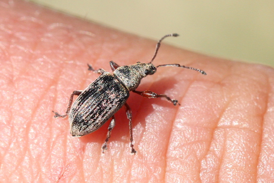 Phyllobius pyri - gyümölcsfa-levélormányos