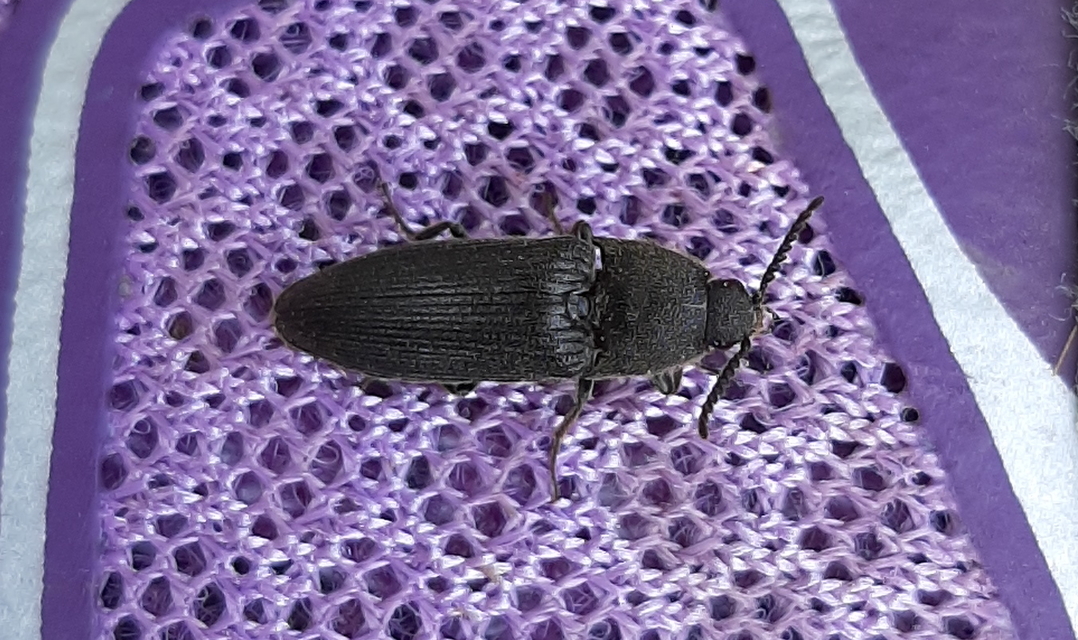 Melanotus
