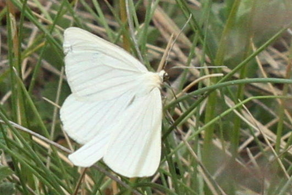 Siona lineata - vonalas fehéraraszoló