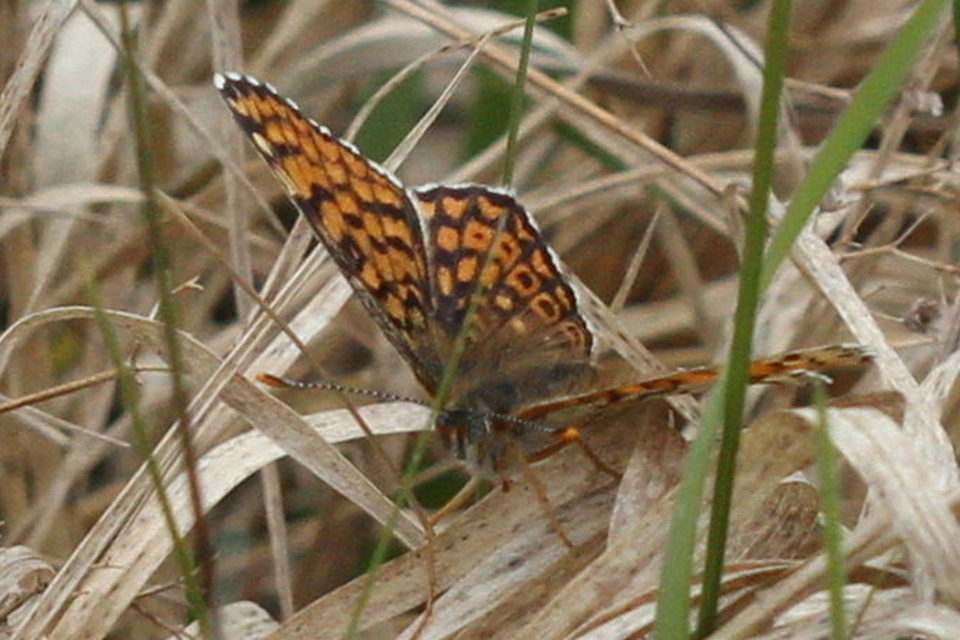 Melitaea cinxia - réti tarkalepke