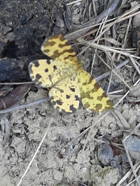 Pseudopanthera macularia - párducfoltos araszoló