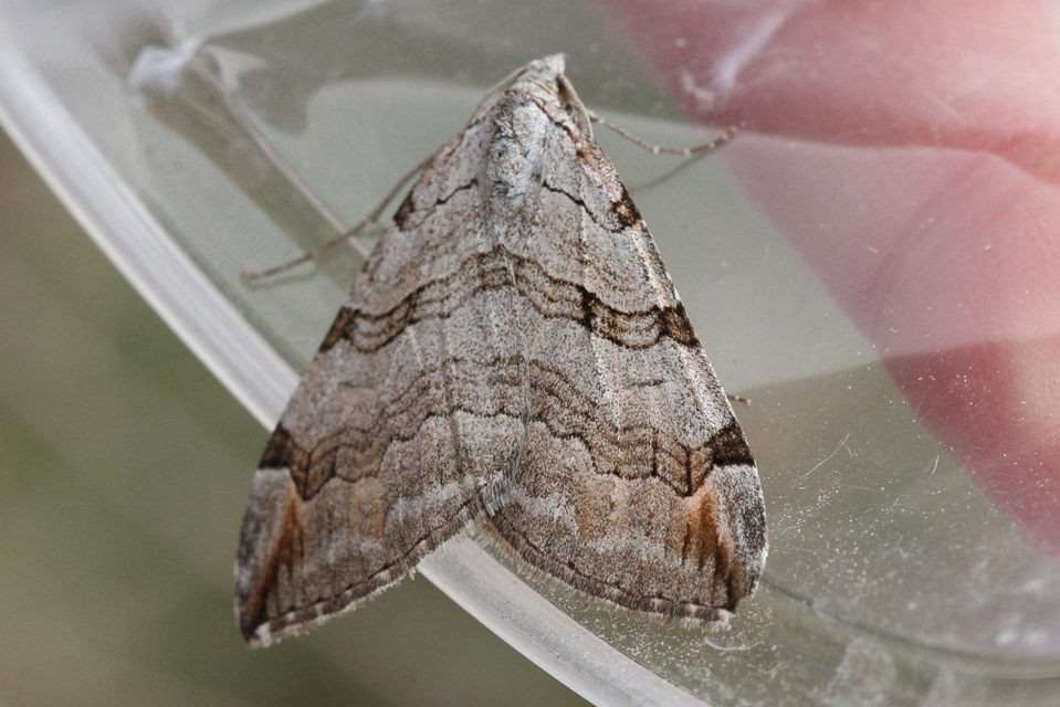 Aplocera plagiata - szürke csíkosaraszoló