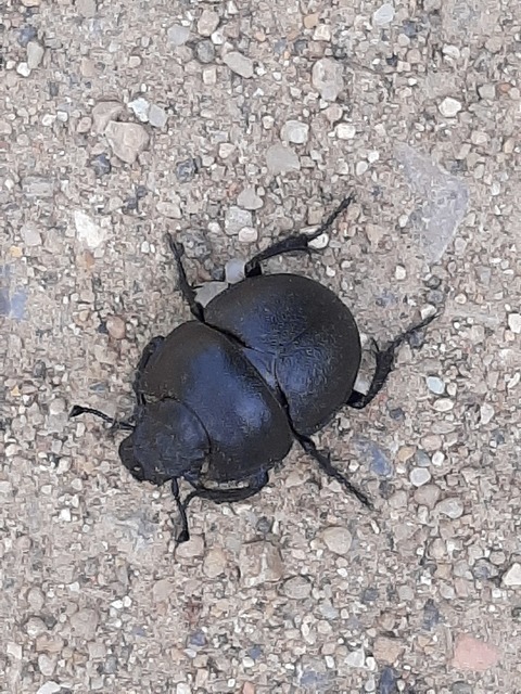 Lethrus apterus - nagyfejű csajkó