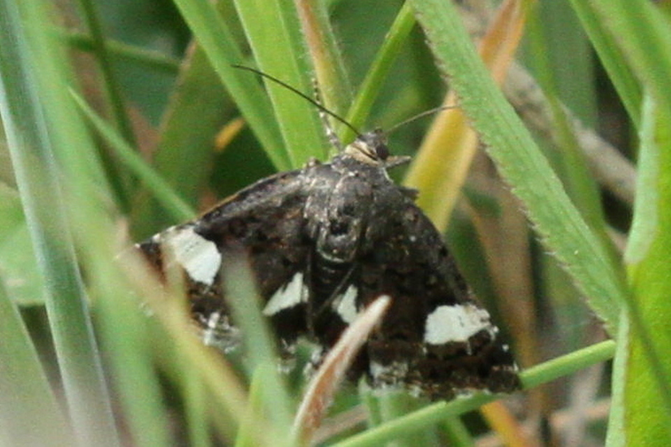 Tyta luctuosa - fekete nappalibagoly