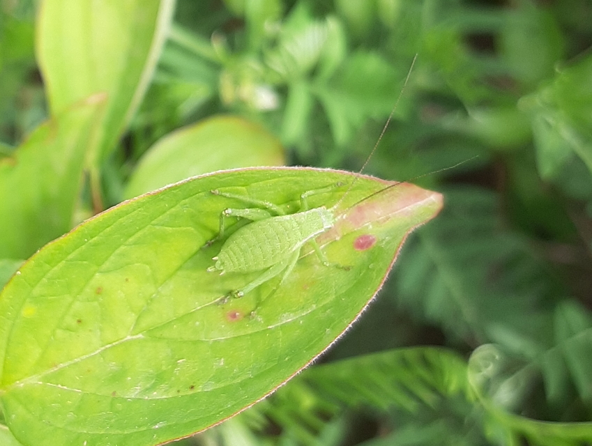 Isophya kraussii - erdei tarsza