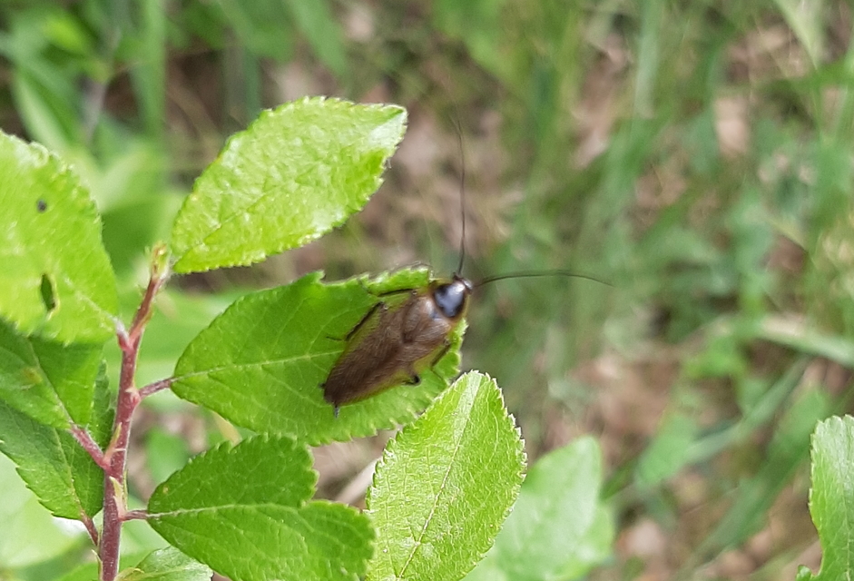 Ectobius erythronotus - sárgatorú erdeicsótány