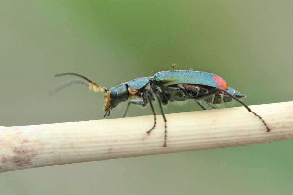 Malachius bipustulatus - kétfoltos bibircsesbogár