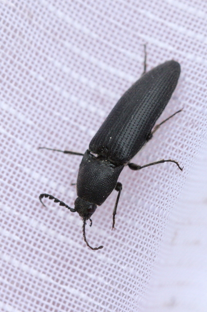 Melanotus