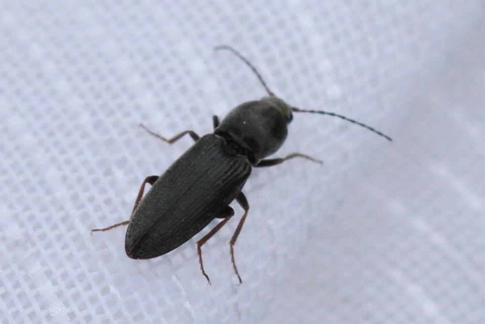 Dicronychus