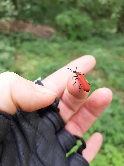 Pyrochroa coccinea - nagy bíborbogár