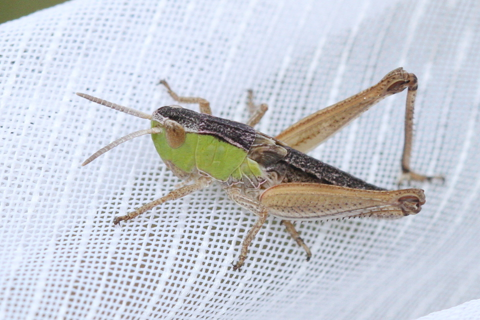 Pseudochorthippus parallelus - közönséges rétisáska