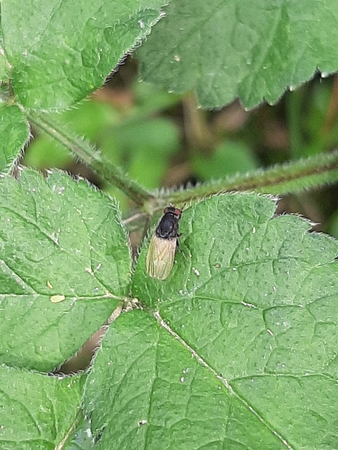 Minettia longipennis