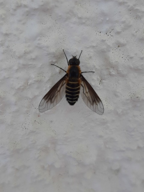 Lomatia sabaea - közönséges ördöglégy