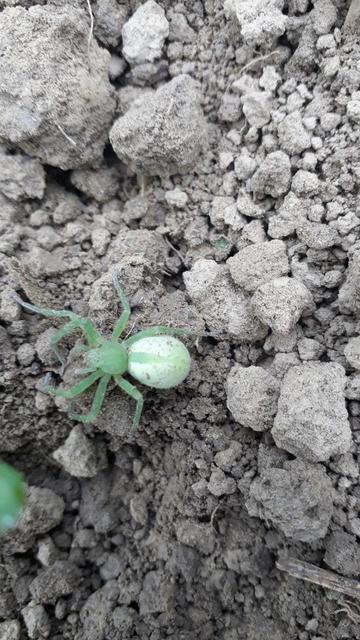 Micrommata virescens - hunyópók