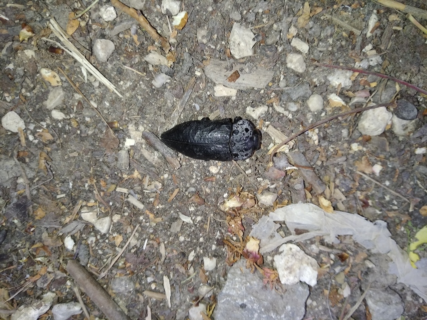 Capnodis tenebrionis - kökény-tükrösdíszbogár