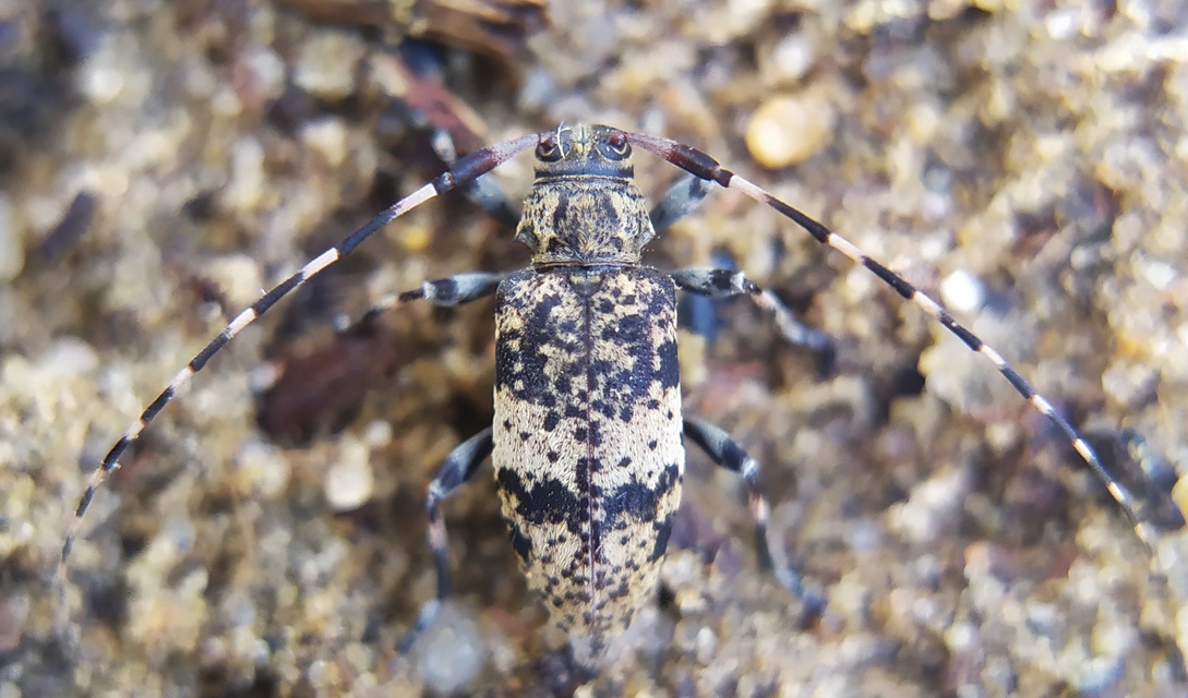 Leiopus nebulosus - öves gesztcincér
