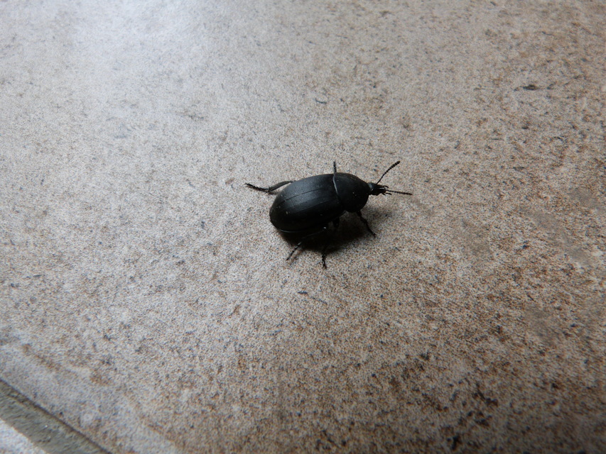 Ablattaria laevigata - sima csigarabló