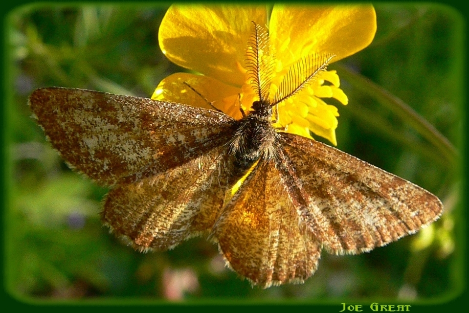 Ematurga atomaria - barna rétiaraszoló