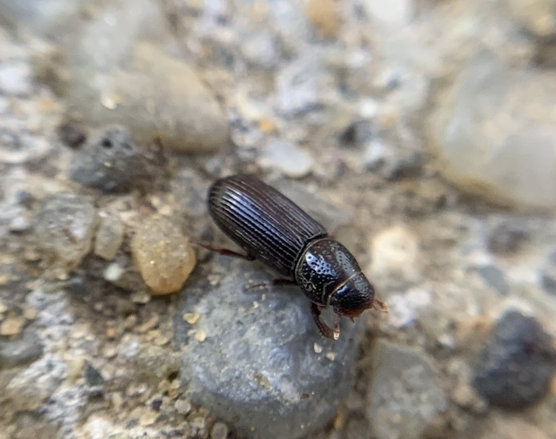 Pleurophorus caesus - hengeres trágyabogár