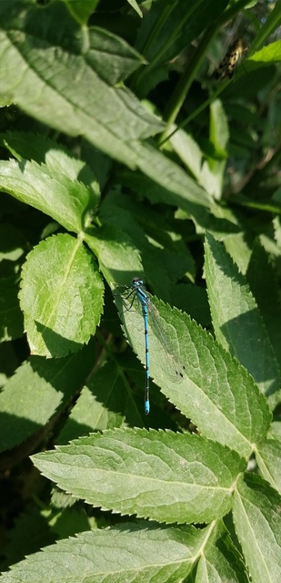 Coenagrion puella - azúrkék légivadász