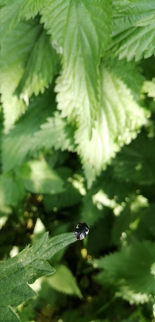 Tritomegas sexmaculatus - hatfoltos földipoloska