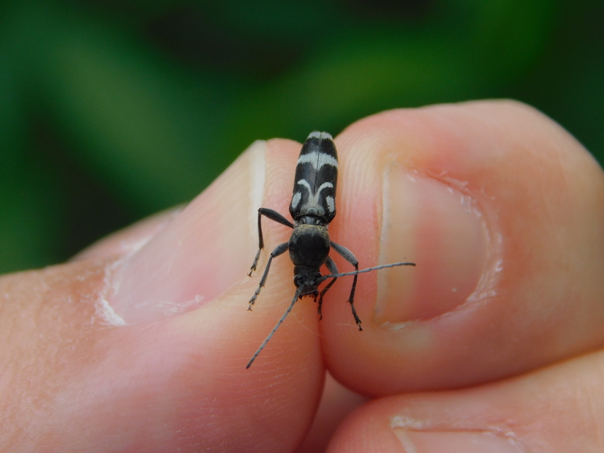 Chlorophorus figuratus - rajzos darázscincér