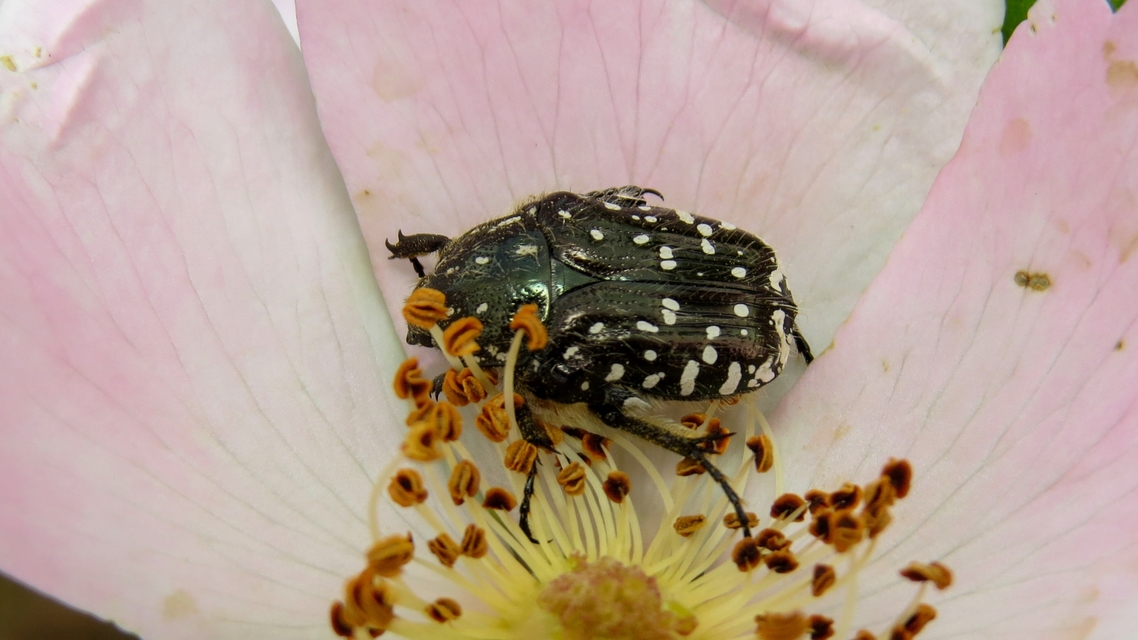 Oxythyrea funesta - sokpettyes virágbogár