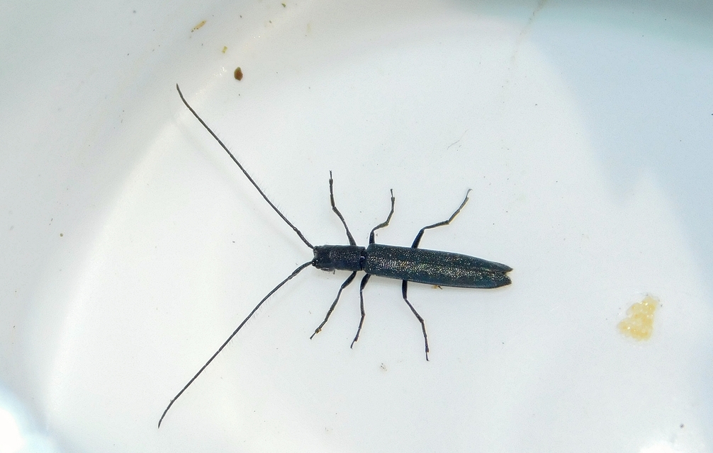 Theophilea subcylindricollis - hengeres szalmacincér