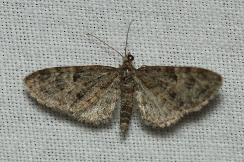 Eupithecia dodoneata - tölgy-törpearaszoló