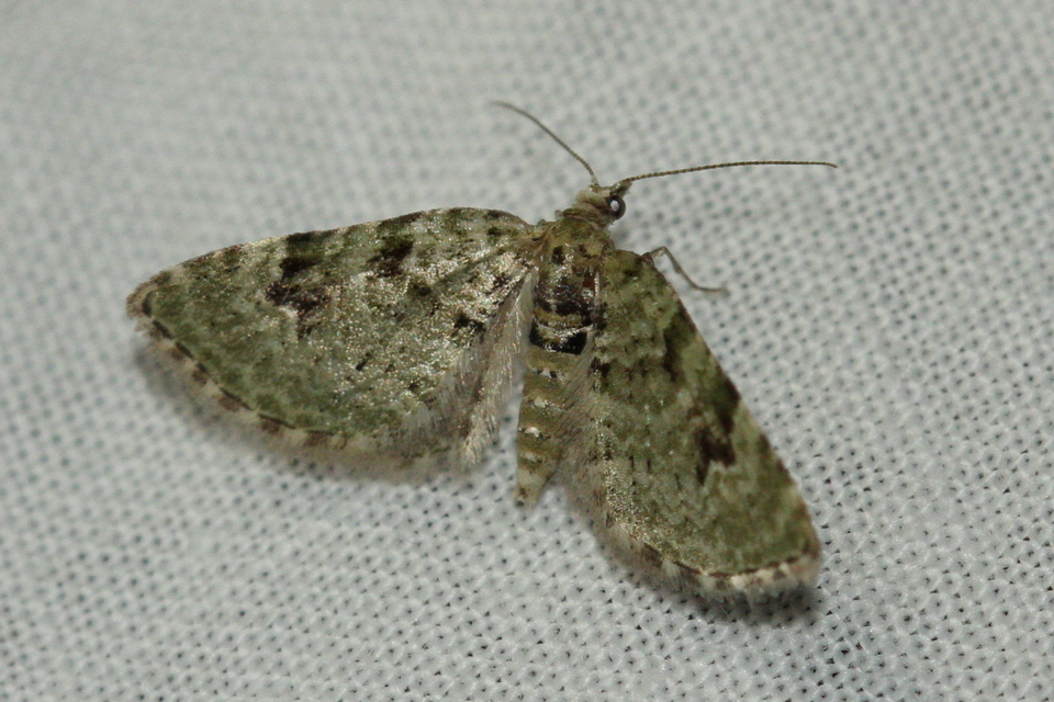 Chloroclystis v-ata - zöldes törpearaszoló