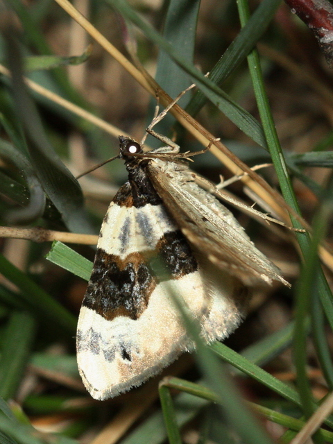 Cosmorhoe ocellata - szemes galajaraszoló