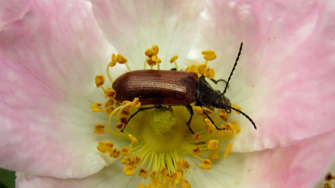 Omophlus proteus - közönséges pejbogár Omophlus proteus - közönséges pejbogár