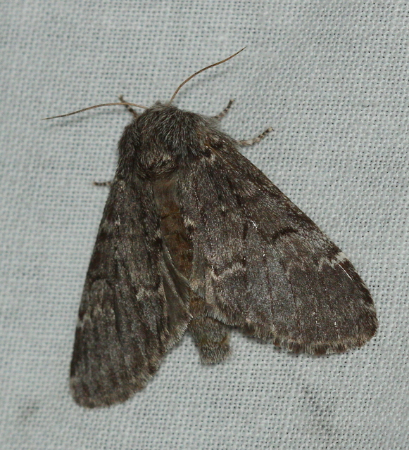 Drymonia ruficornis - cserfa-púposszövő