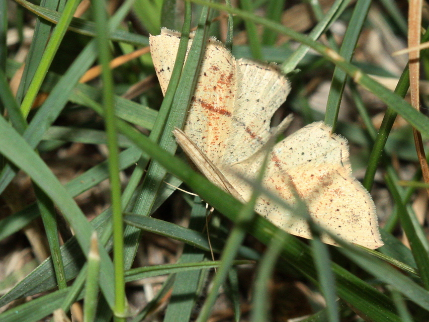 Cyclophora punctaria - sávos pettyesaraszoló