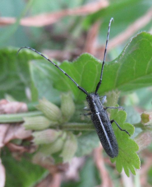 Agapanthia cardui - sávos bogáncscincér