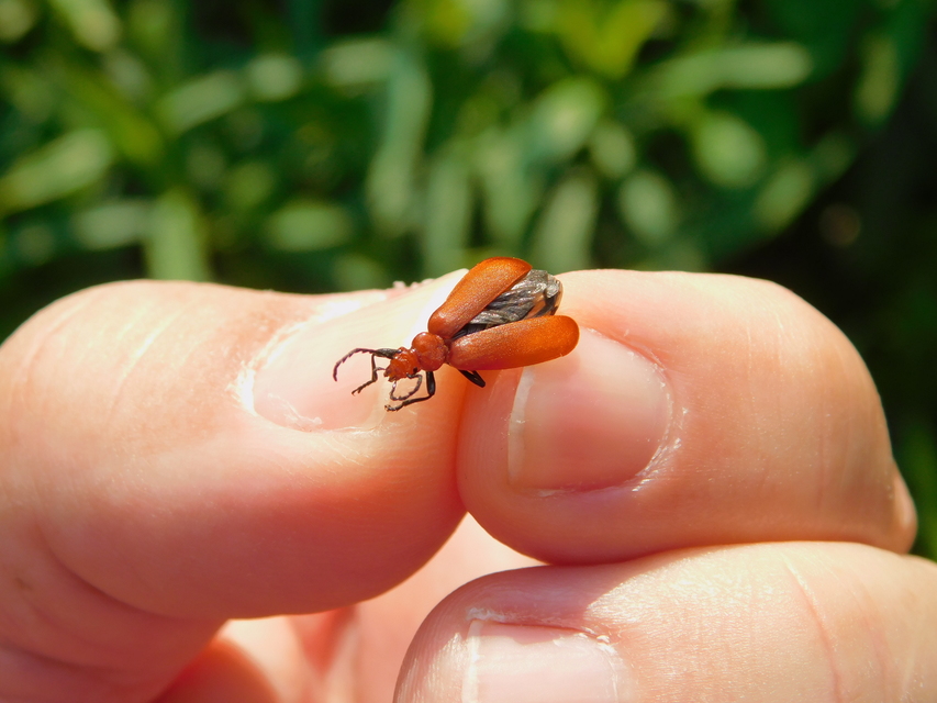 Pyrochroa serraticornis - közép-bíborbogár