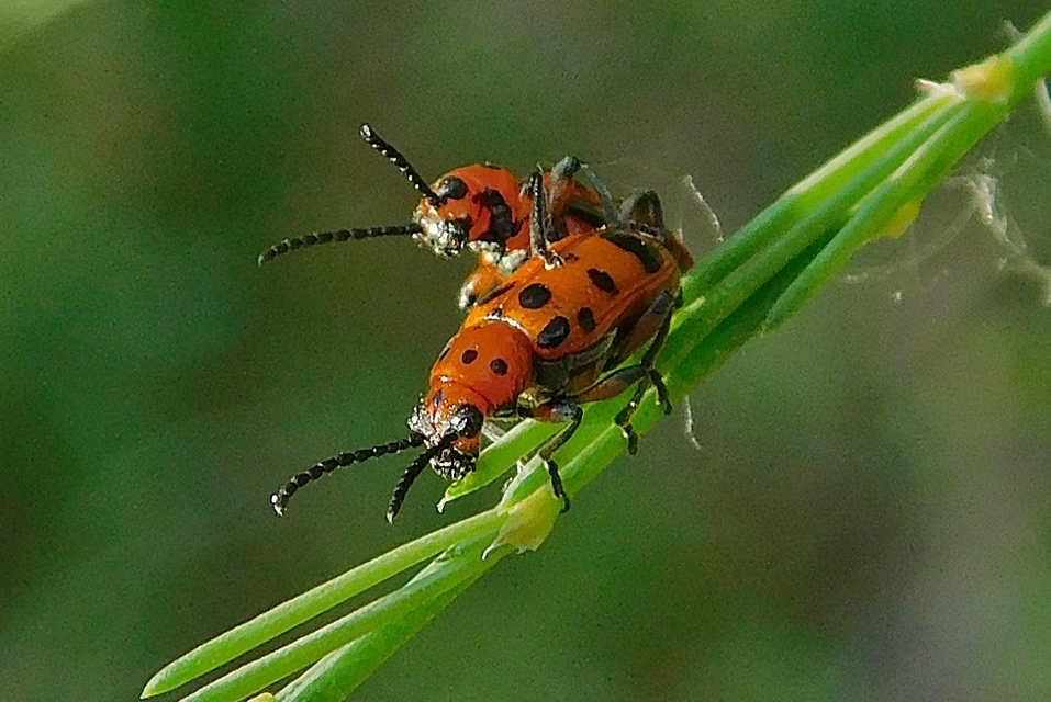 Crioceris quatuordecimpunctata - tizennégypontos spárgabogár