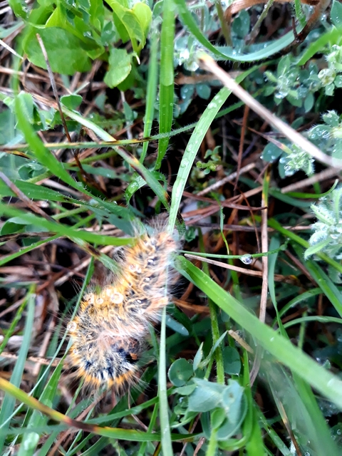Lasiocampa trifolii - lóhereszövő