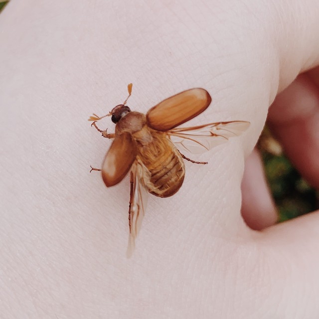 Amphimallon assimile - kis sárgacserebogár