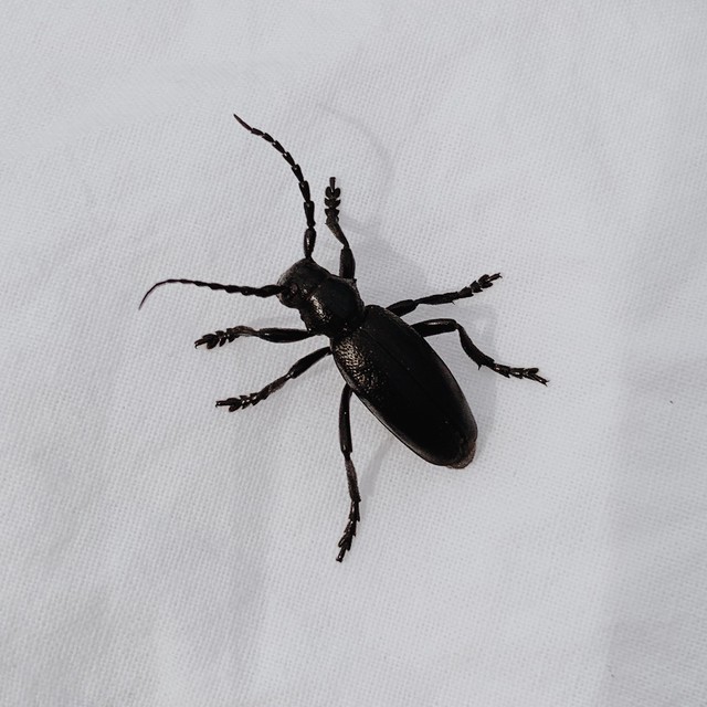 Dorcadion aethiops - fekete gyalogcincér