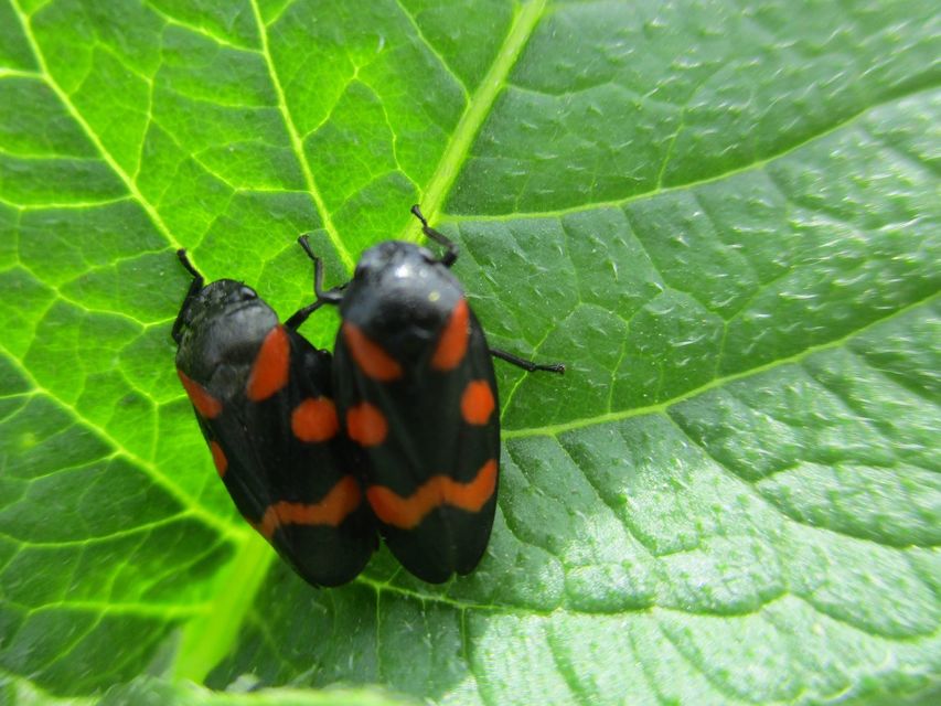 Cercopis
