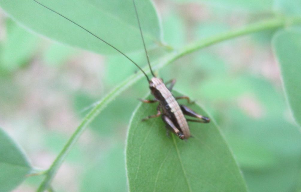 Pholidoptera griseoaptera - szürke avarszöcske