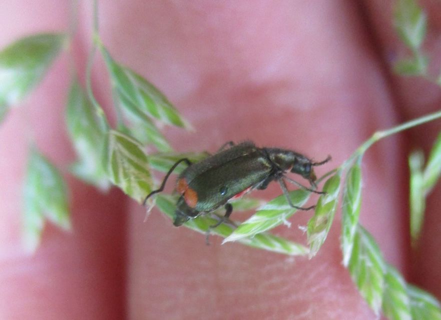 Melyridae - sziklaibogár-félék